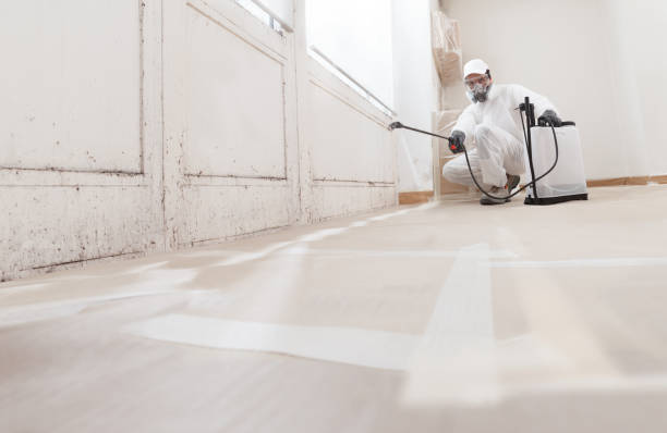 24/7 Emergency Mold Cleanup experts in Rockford, MI