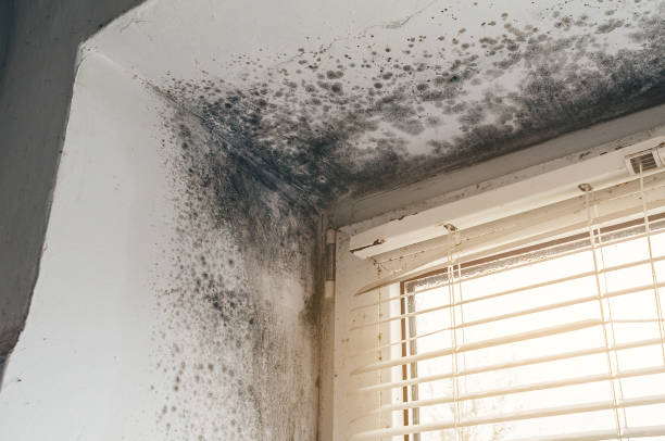 Affordable Mold Cleanup solutions in Rockford, MI